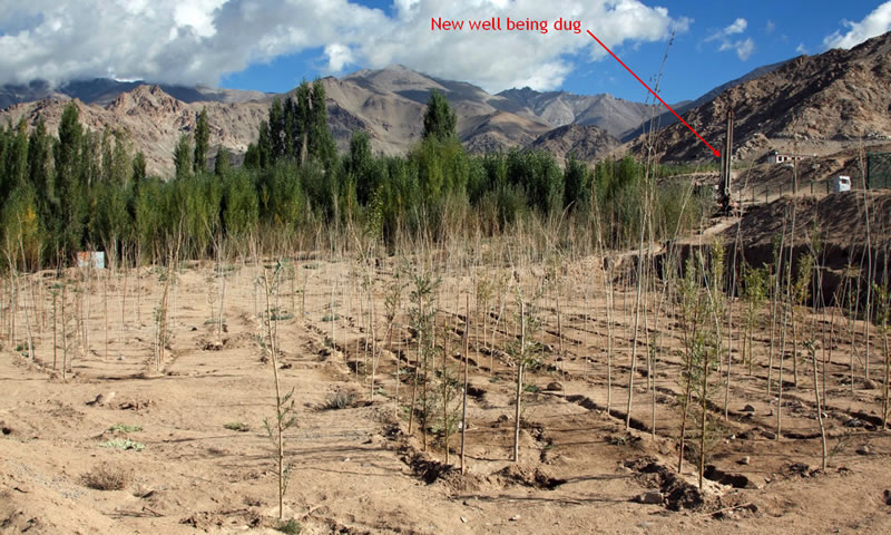 Forestation Project